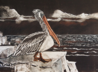 Baja Pelican